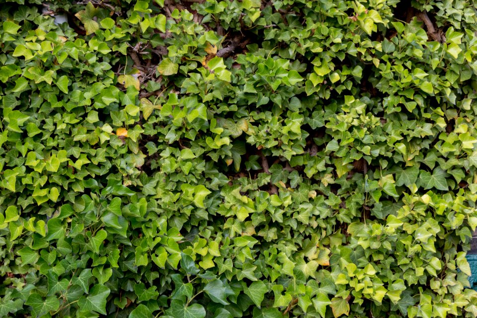 Pattern texture plant