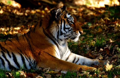 Fur beautiful dangerous photo