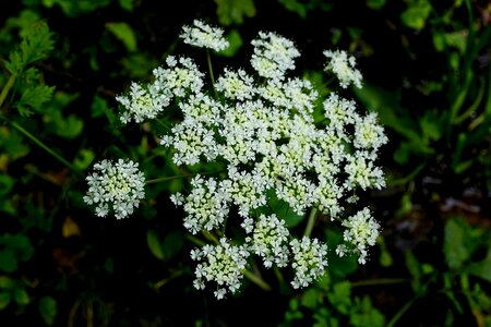 Autumn white flowers blossom