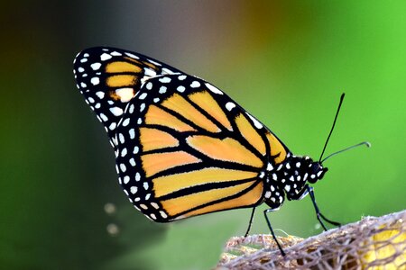 Insect wing tropical photo