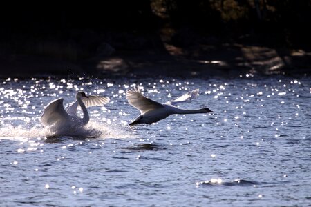 Nature aquatic sea