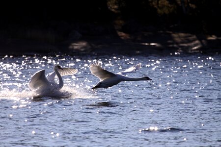 Nature aquatic sea photo