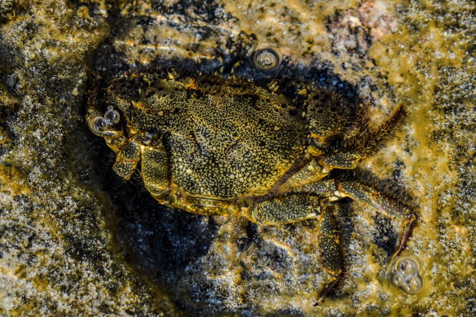 Sea marine wildlife