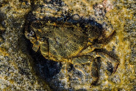 Sea marine wildlife