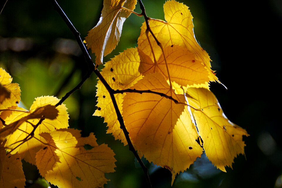 Golden october leaves october