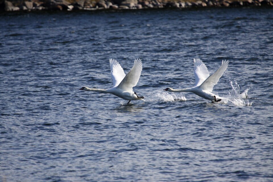 Bird outdoors ocean