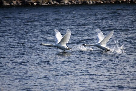 Bird outdoors ocean