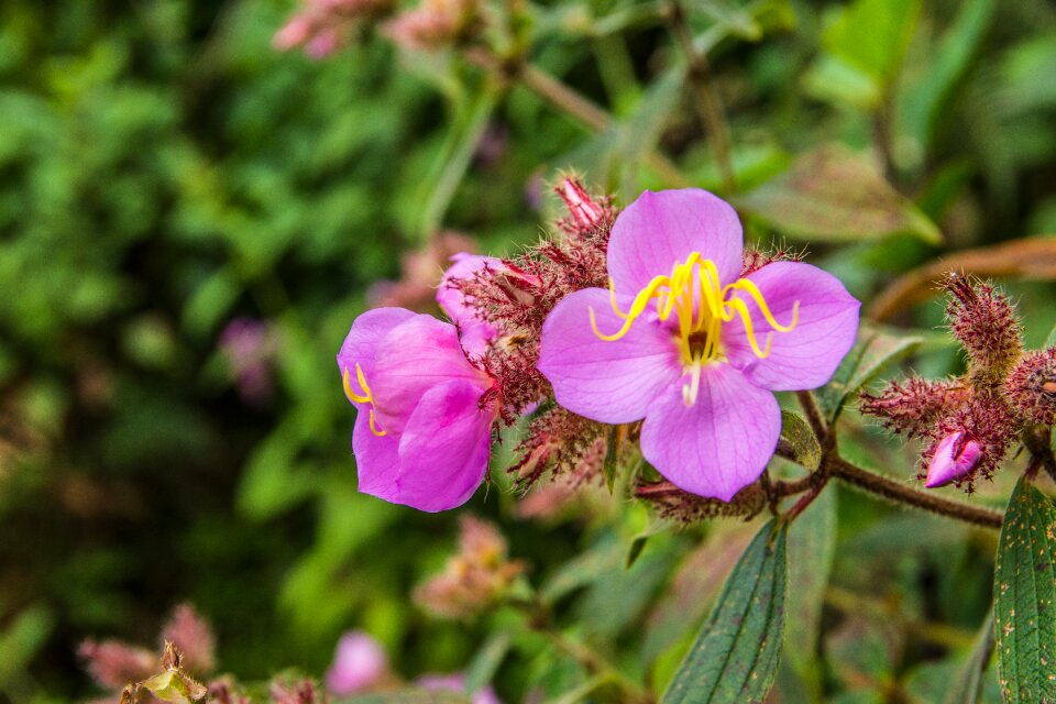 Forest flower viet nam purple
