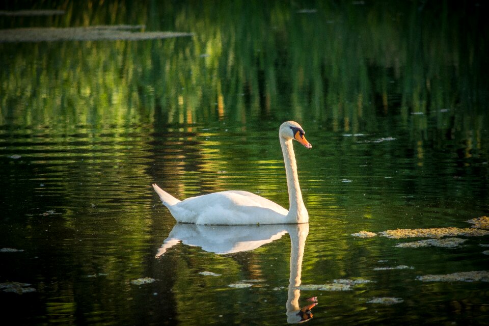 Waters bird reflection