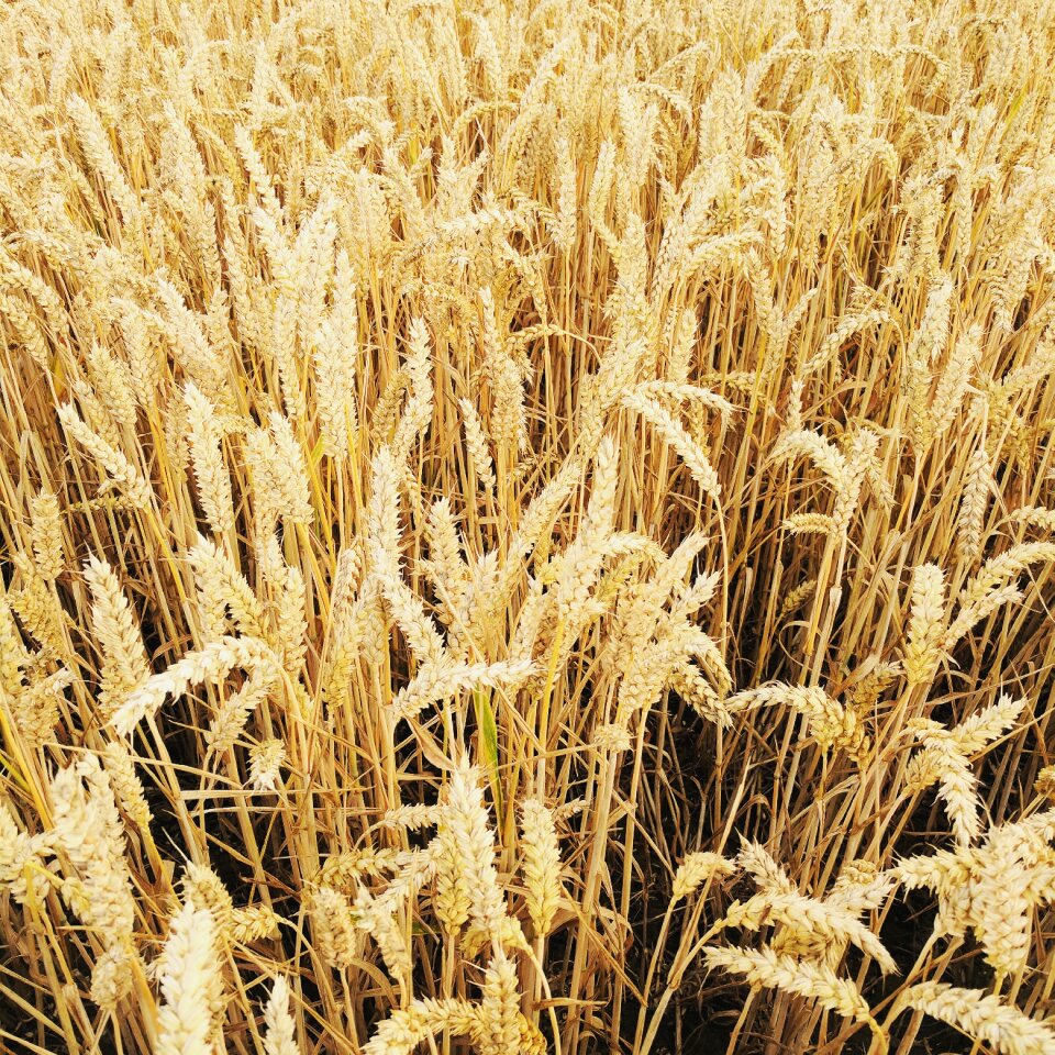 Crops farmland farm