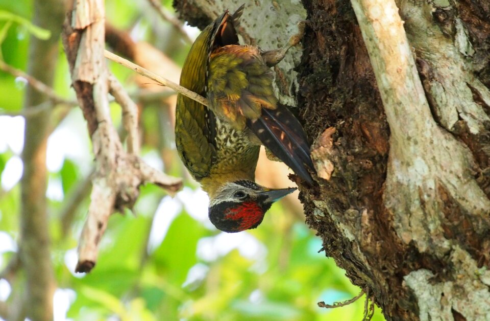 Wildlife bird animal