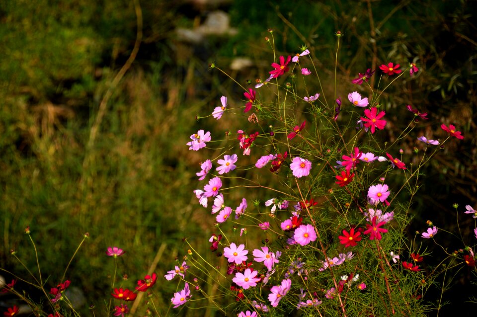Plants autumn nature