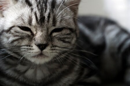 British shorthair dear kitten photo