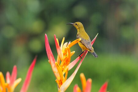 Bird flora wildlife photo