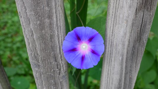 Flourished violet wood fence