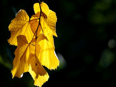 Golden october october leaves photo