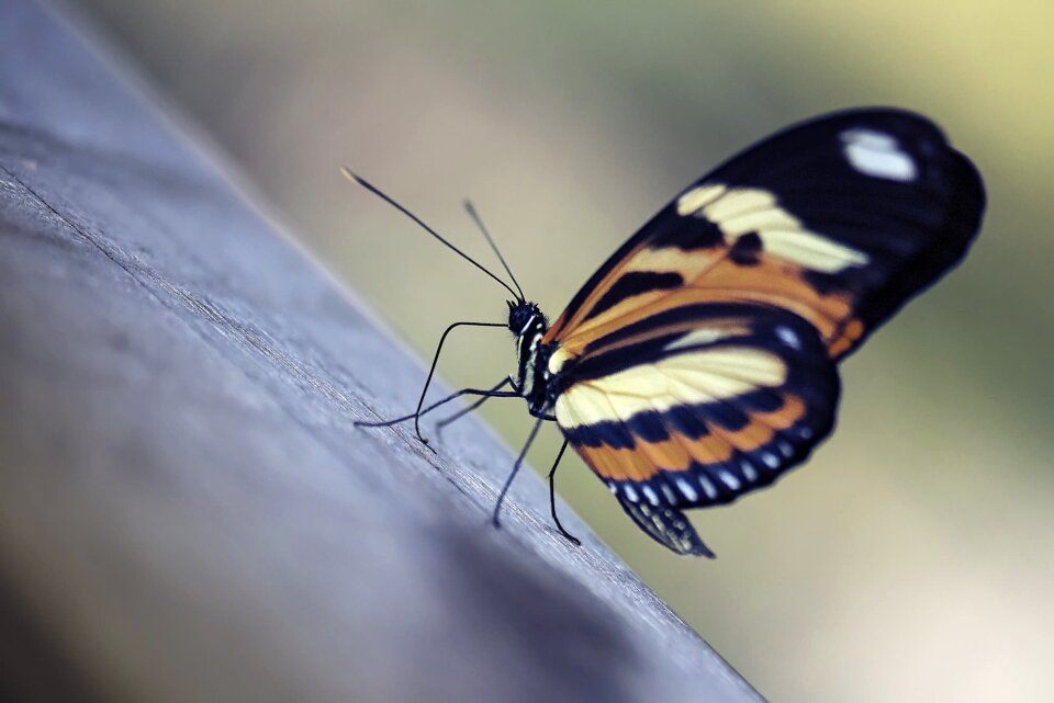 Butterfly nature wing