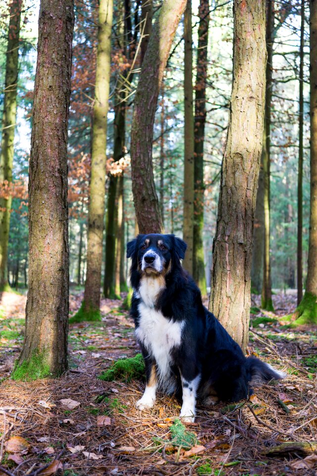 Dog australian shepherd black tree