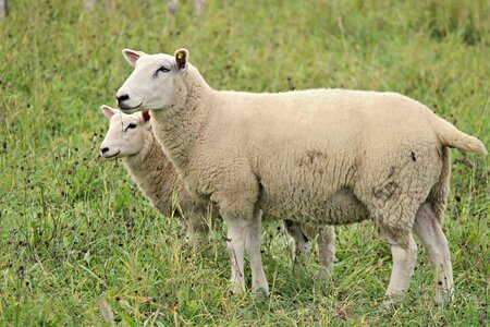 Pasture animals agriculture