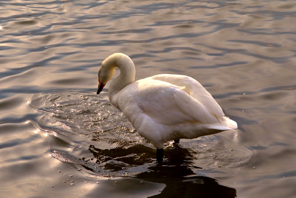 Body of water lake bird
