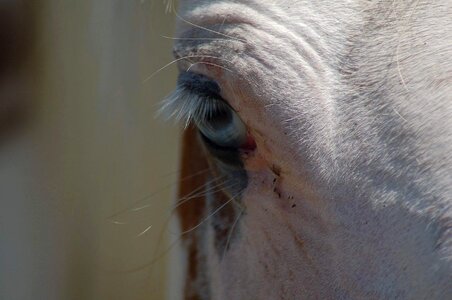 Blue eye animal gray horse