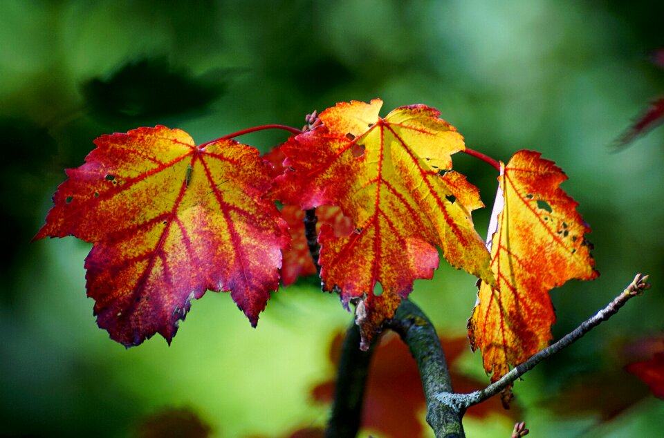 Colorful golden autumn fall foliage