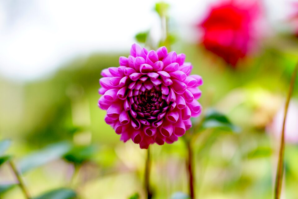 Purple wildflower in autumn