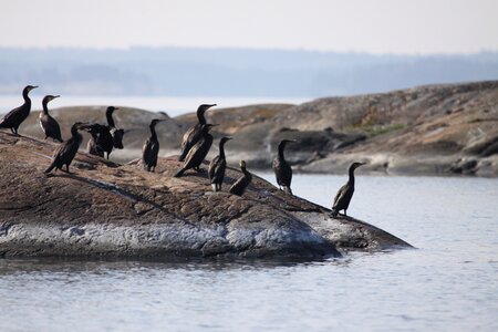 Wildlife outdoors bird photo