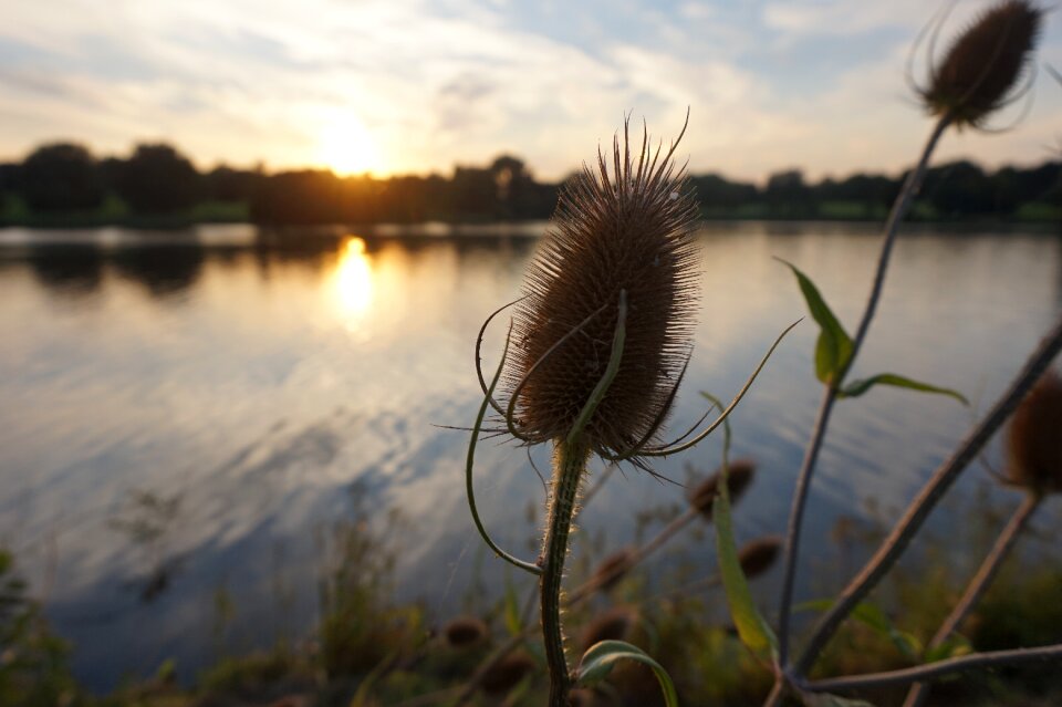 Grass river plant