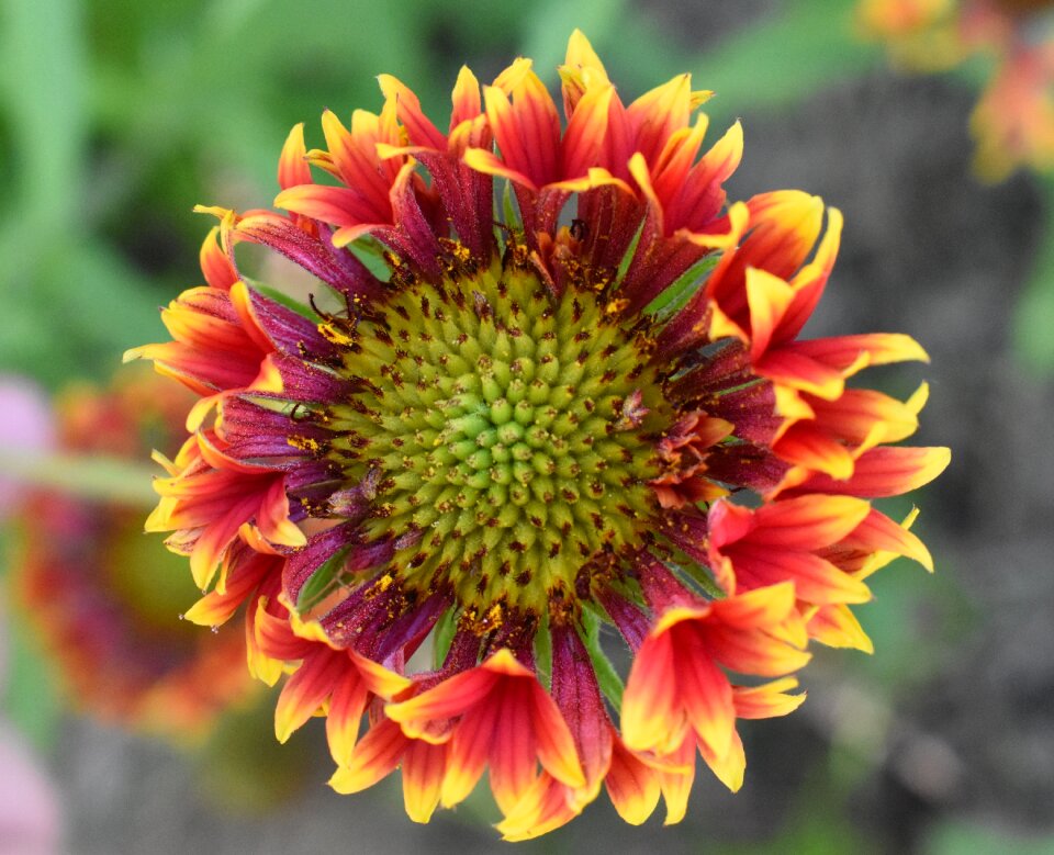 Gaillardia flower red and yellow flower