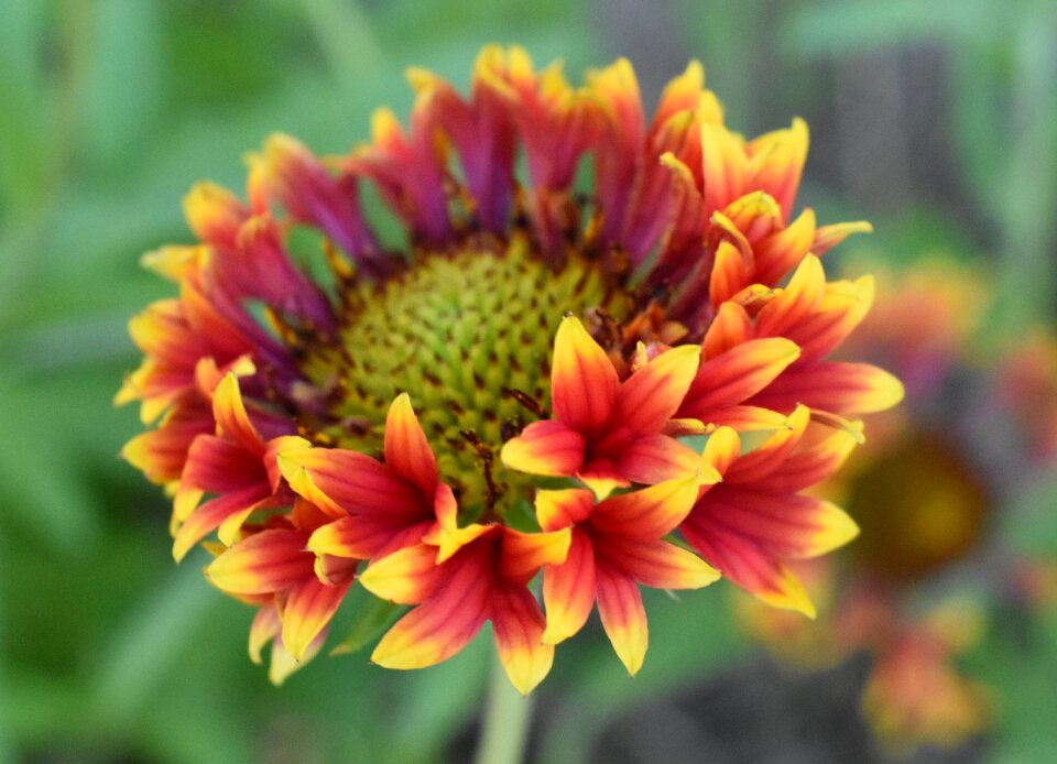 Gaillardia flower red and yellow flower