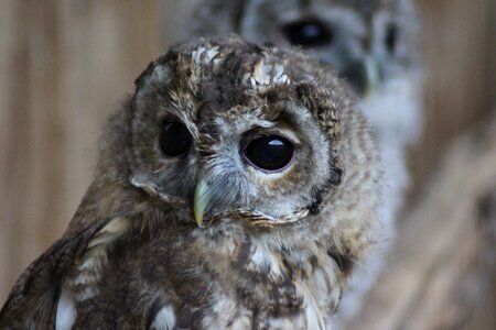 Bird portrait owl