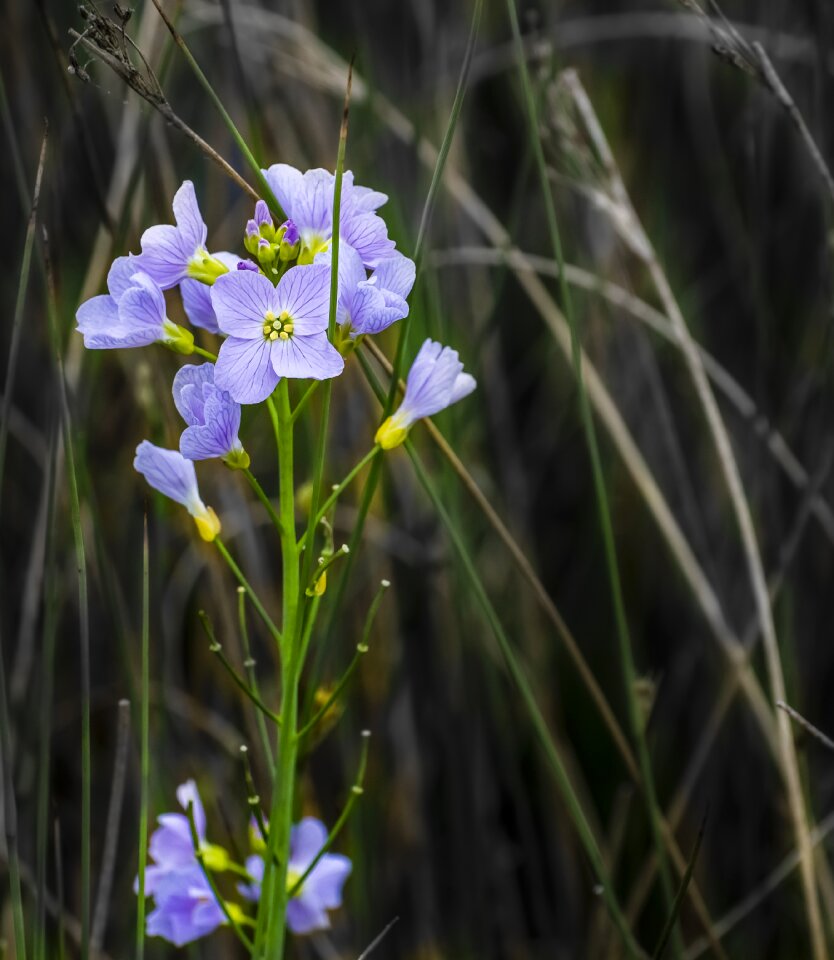 Floral plant botany