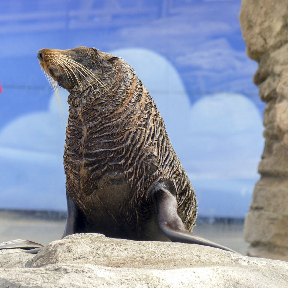 Mammal maritime wildlife