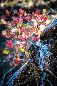 Root nature landscape