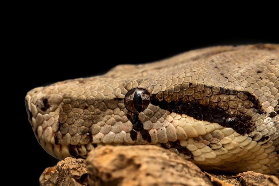 Nature animal exotic