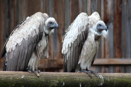 Zoo bird vulture