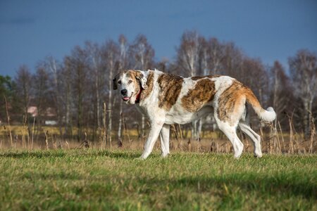 Nature dog mastin