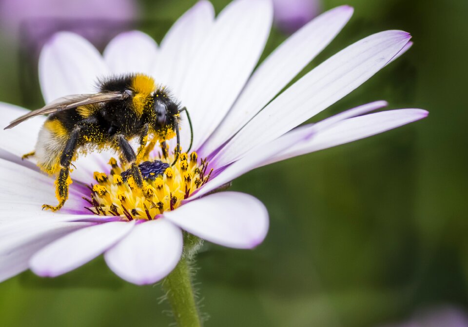 Wildlife nature bumblebee