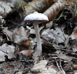 Forest mushroom fall foliage autumn photo