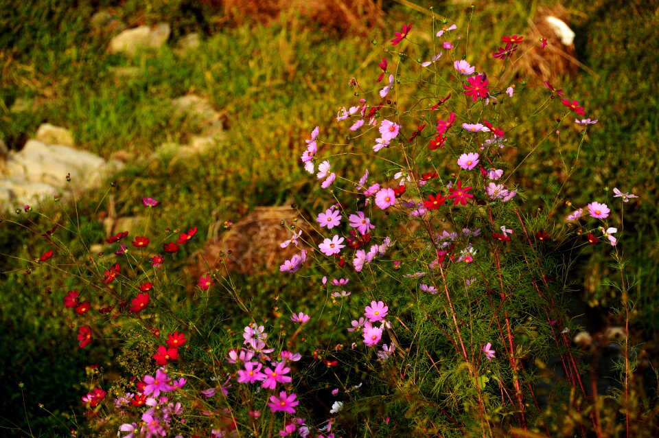 Plants nature cosmos field