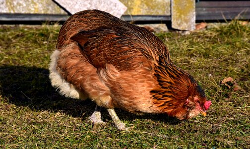 Animals grass chicken photo