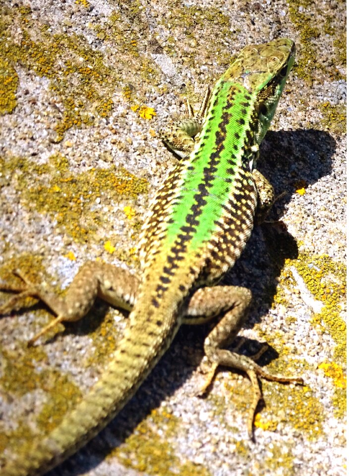 Lizard reptile animal