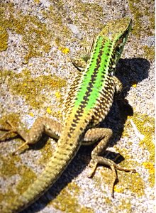 Lizard reptile animal