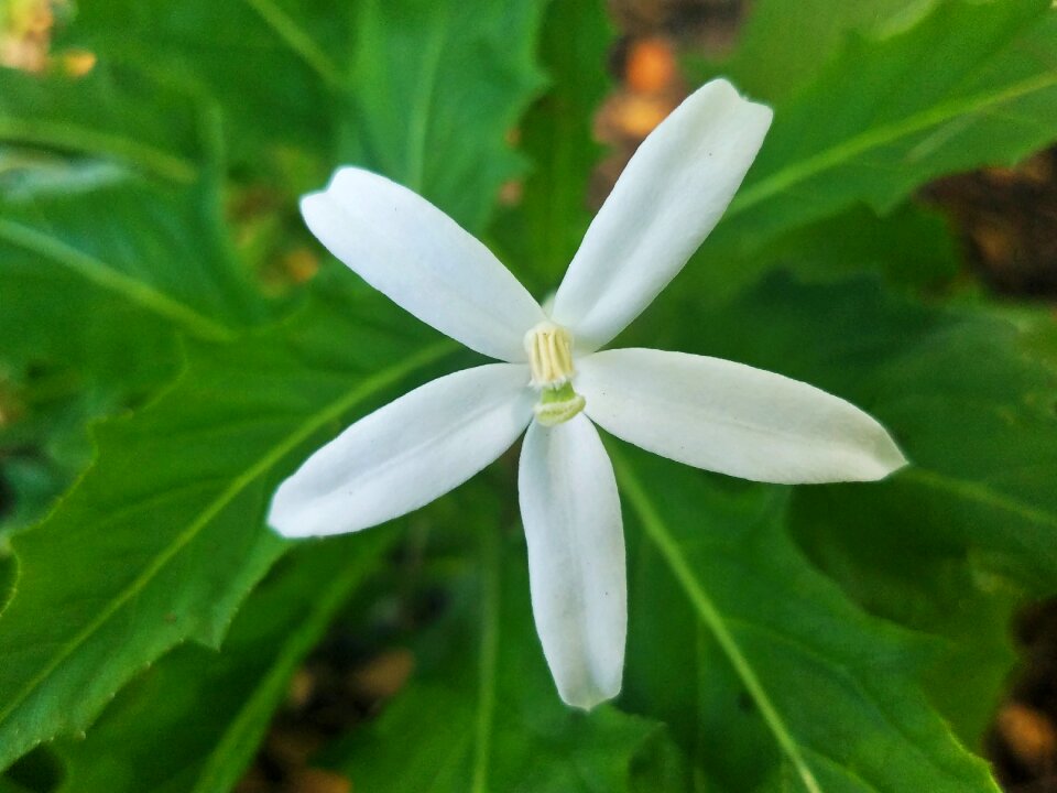 White flower floral nature