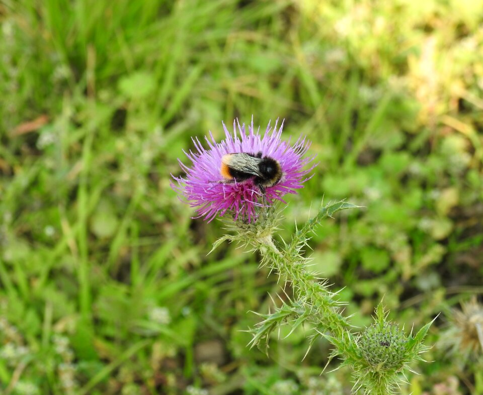 Thistle thistle flower hummel