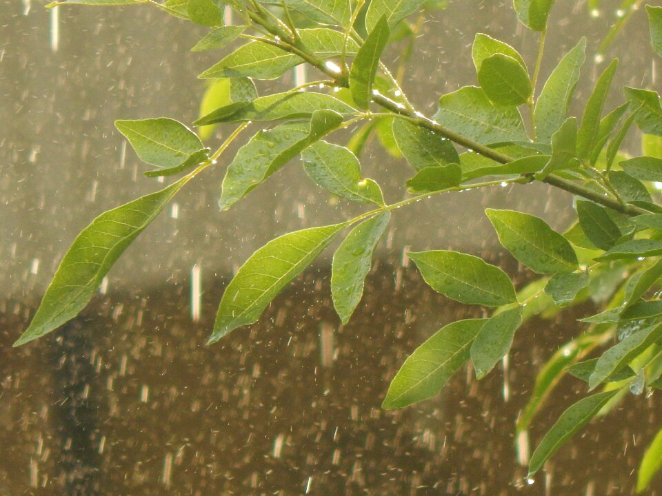 Leaves wet raining photo