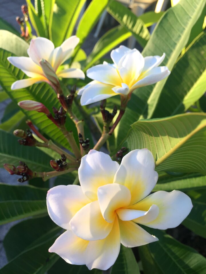 Leaf nature plumeria bali whirl