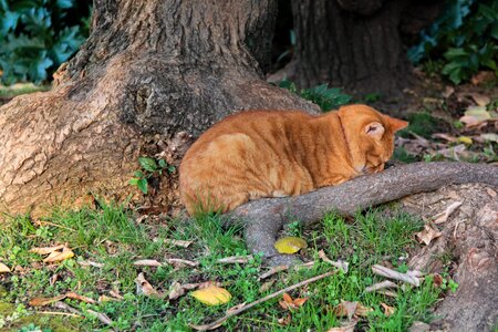 Cat red-headed cat sad