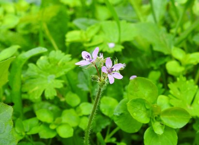 Purple purple flowers nature